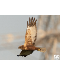 گونه سنقر تالابی Western Marsh Harrier